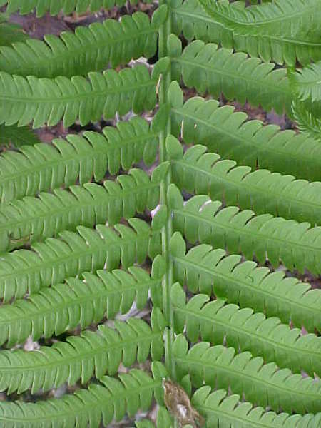 ferns26.jpg