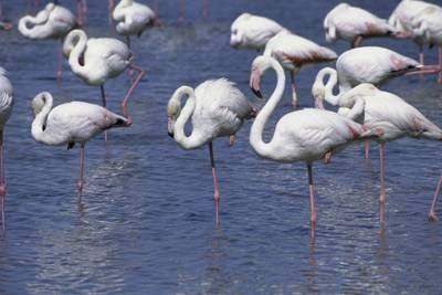 flamingos-stand-on-one-leg-1.jpg