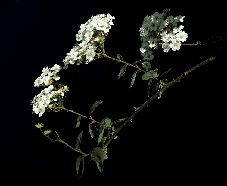 Flowering bush (Spirea).png