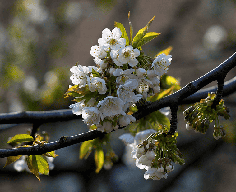 Flowering tree (Pentacon 135mm).png