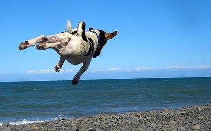 FlyingDog.jpg