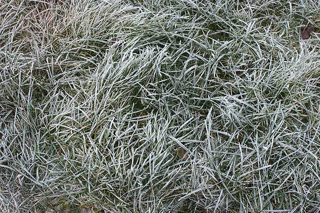 frozen_grass.jpg