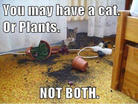 Funniest_Memes_you-may-have-a-cat-or-plants-not-both_4848.jpe