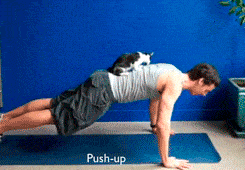 funny-gif-kitty-exercising-push-up.gif