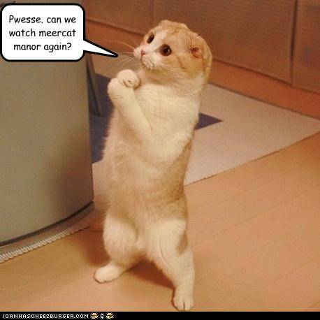 funny-pictures-cat-wants-to-watch-meerkat-manor.jpg