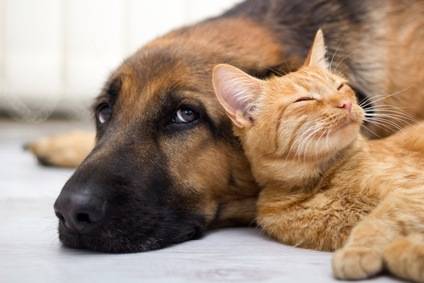 German-Shepherd-and-cat.jpg