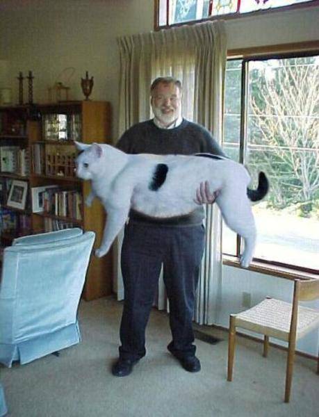 giantcat.jpg