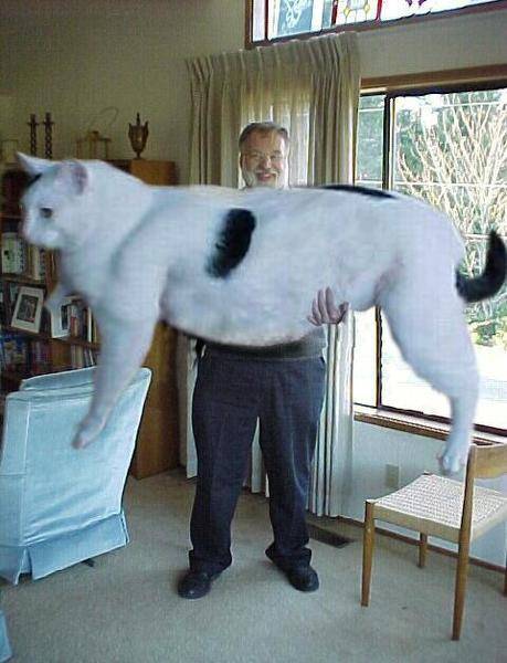 GiantCat2E.jpg