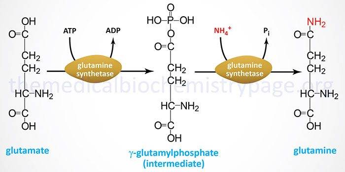 glutamine-synthesis.jpg