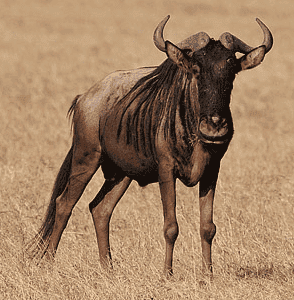 gnu.png