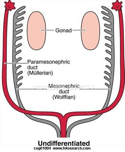 gonads-undifferentiated_cog01004.jpg