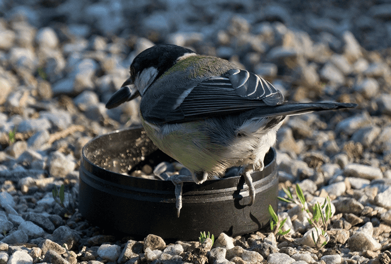 Great tit (4).png