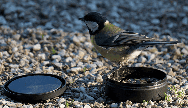 Great tit (5).png