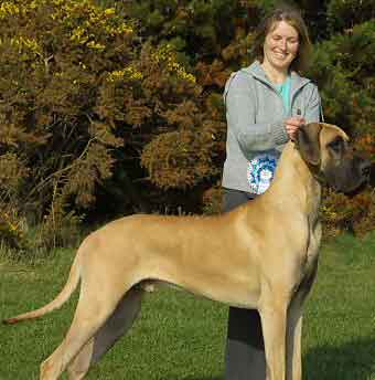 great_dane_03a.jpg