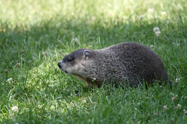 groundhog.jpg