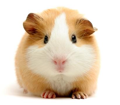 guinea_pig.JPG