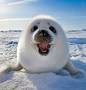 happy.harp.seal.jpeg