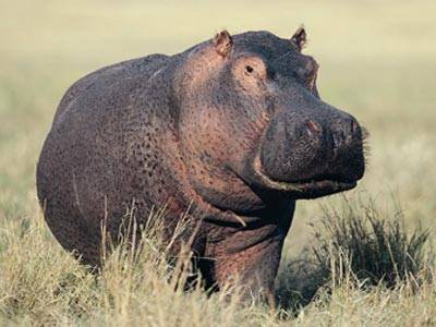 hippo-sunscreen-1.jpg