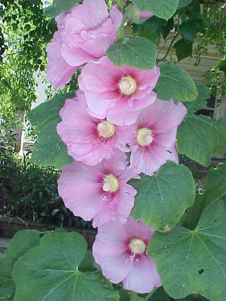 hollyhock1.jpg