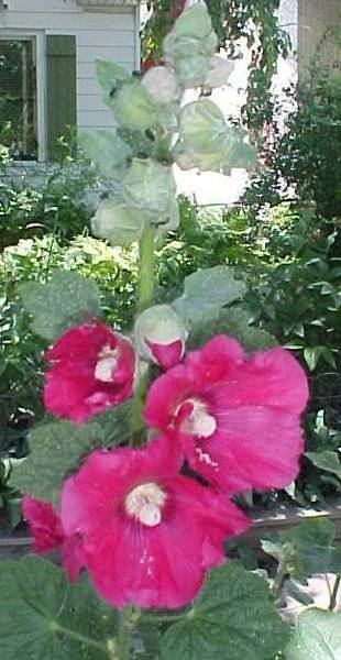 hollyhock2.jpg