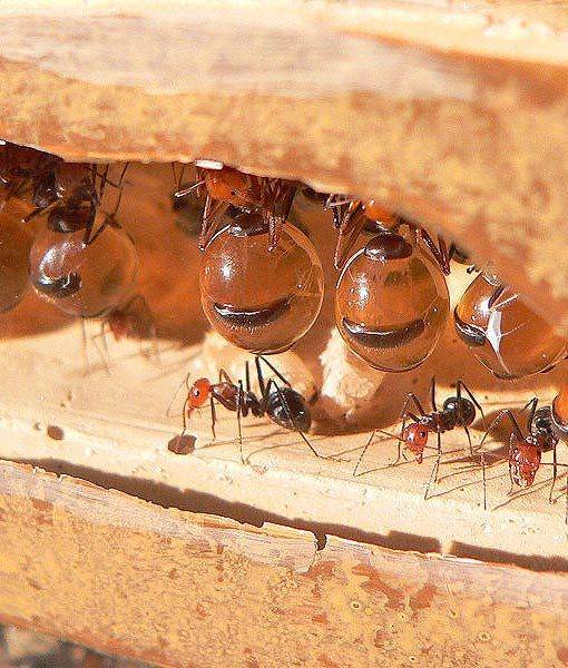 honeypot-ant-whatchamacallits-510x600.jpg
