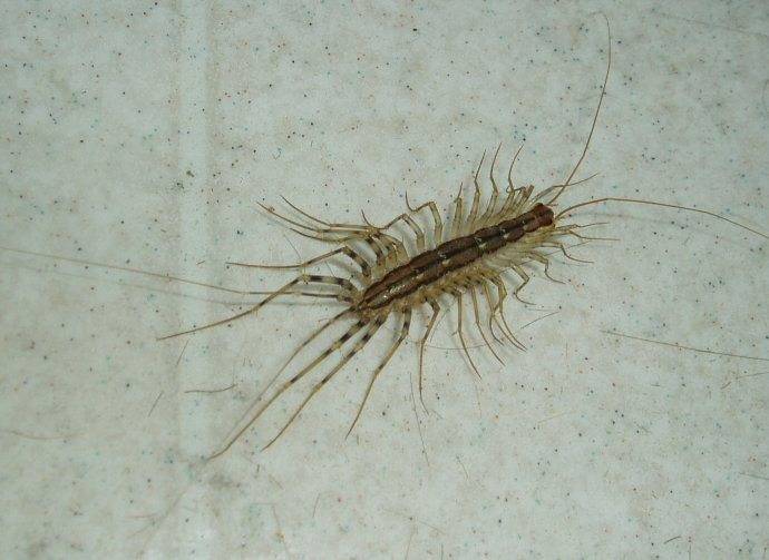 House_centipede.jpg