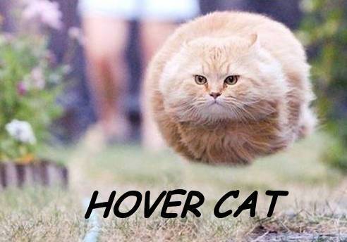 hover cat.JPG