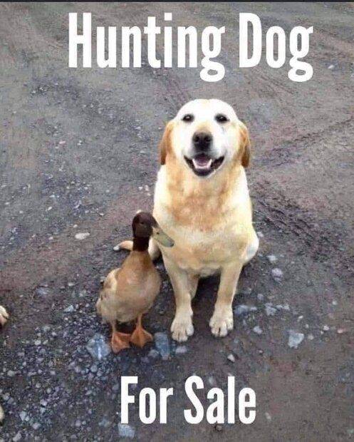 hunting-dog.jpg