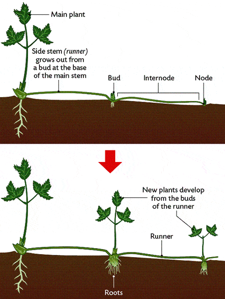 plant runners