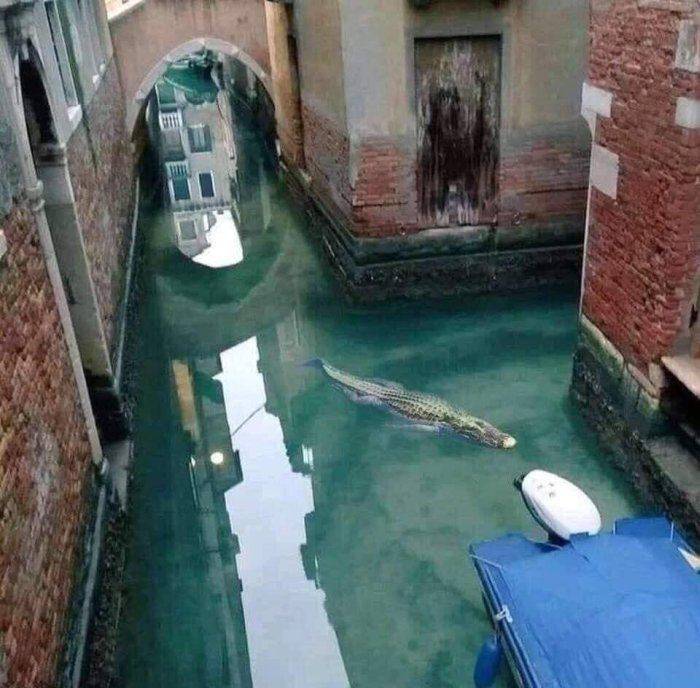 In Venice hand bags swimming again.jpg