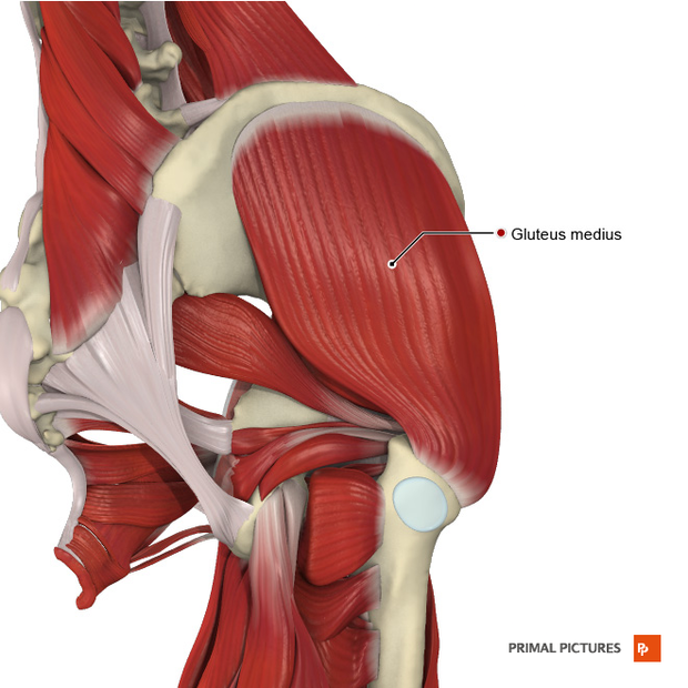 Intermediate_muscles_of_the_gluteal_region_Primal.png