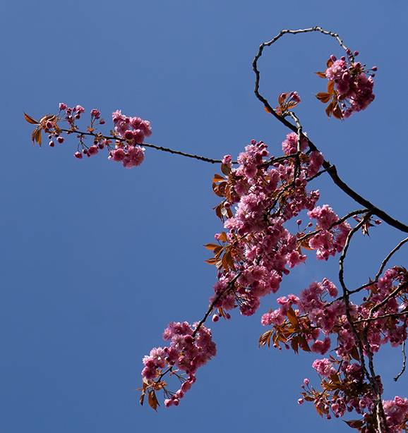 Japanese cherry tree (Prunus serrulata) (1).jpg