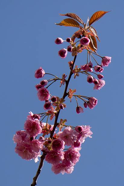 Japanese cherry tree (Prunus serrulata) (2).jpg