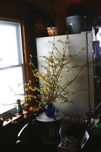 kitchforsythia.jpg