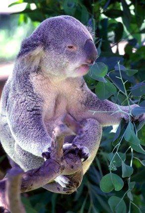 koalaeat.jpg