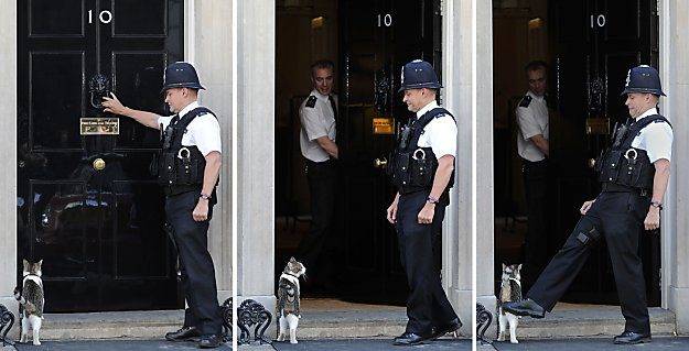 larry-the-downing-street-cat.jpg