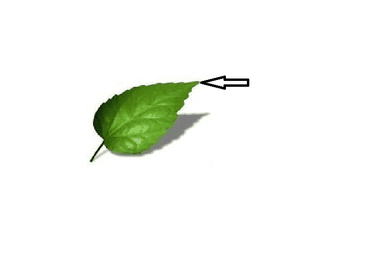 leaf apex.png