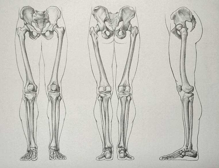 Leg-Bones-16-5-by-Drawing-Academy.jpg