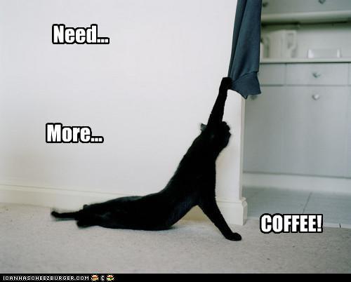 lol-cat-need-moar-coffee.jpg