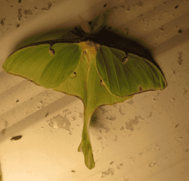 Luna Moth.png