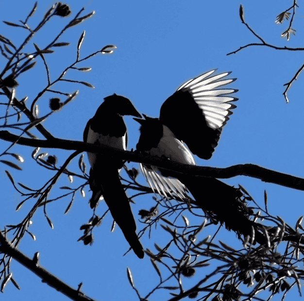 Magpies.png