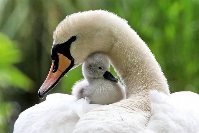 mama-and-baby-swan.jpg