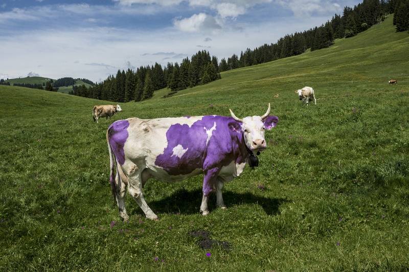 milka-cow.jpg