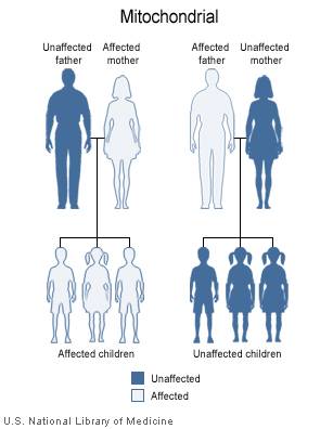 Mitochondrial.jpg