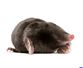 mole.PNG