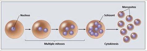 Multiple fusion: daughter cells different from parent cell?