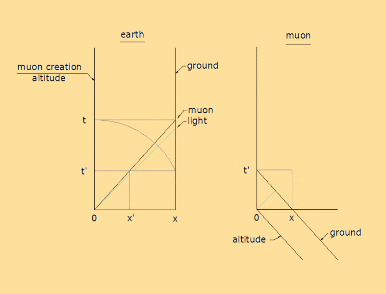 muon lifetime.gif