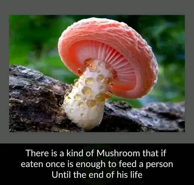 mushroom.jpg