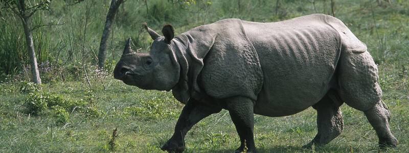 ne_Horned_Rhino_8.6.2012_Hero_and_Circle_HI_107996.jpg