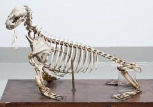 Northern-Fur-Seal-Skeleton-300x210.jpg